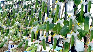 Growing cucumbers on the balcony and the unexpected happened, easy and lots of fruit