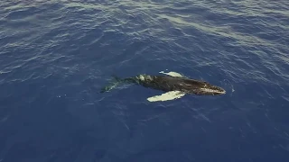 DJI Stories - Using Drones to Save Entangled Whales