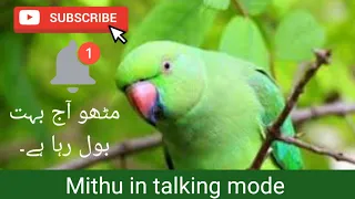Clear Voice Of Green Ringneck Talking Parrot In UrduHindi
