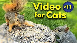 TV for Cats | Backyard Bird and Squirrel Watching | Video 11