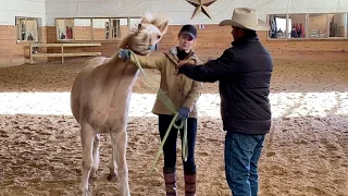 Spooky, Herd-Bound Pony Training: A Tale of Patience and Success