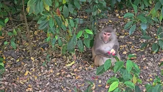 Monkey is eating apple in the Sundarbans given by the visitors.