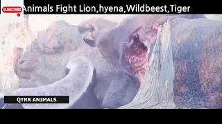 Animals Fight Lion vs hyena Lion vs Wildebeest Real Fight!   Tiger,wildebeest,Elephant,Crocodile