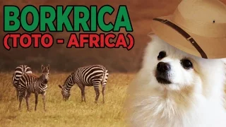 Borkrica [Toto]