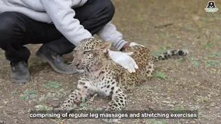 Paralyzed Leopard Makes Miracle Recovery!