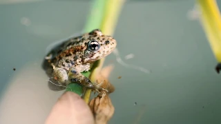 Federally endangered froglets released into San Bernardino National Forest