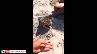 Epic Funny Cats   Cute Cats Compilation   60 minutes!! HDHQ   39