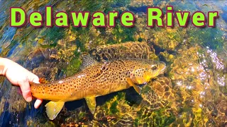 Fly Fishing The HENDRICKSON HATCH For BIG TROUT | Delaware River (Catskills)