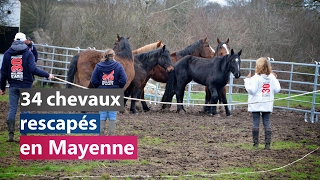 34 chevaux rescapés en Mayenne