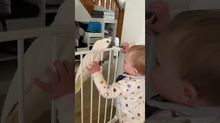 That time Marni the cockatoo escapes from baby brother Rémi