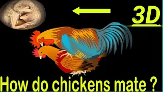 How do chickens mate / reproduce？Chicken Embryo Development / 3D Animation.