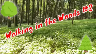 4K Forest Birdsong  Birds Sing in the Woods  No Loop Realtime Birdsong - Relaxing Nature Video #2