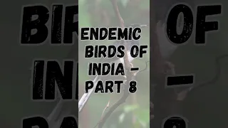 Endemic birds of India - Part 8 | Endemic birds | #shorts #short