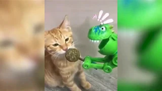 УГАРНЫЕ ПРИКОЛЫ С КОТАМИ И СОБАКАМИ, Funny Pets / ТЕСТ НА ПСИХИКУ / ПОПРОБУЙ НЕ ЗАСМЕЯТЬСЯ