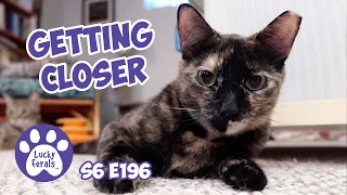 Getting Closer To Ziggy, Progress For Little Eva  - S6 E196 - Rescued Cats, Introducing Cats