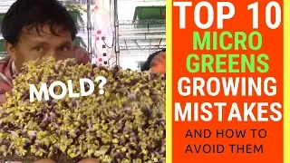 Top 10 Mistakes When Growing Microgreens & How to Avoid them