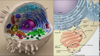 Neurociencias 1, Células y sistema nervioso, parte 1