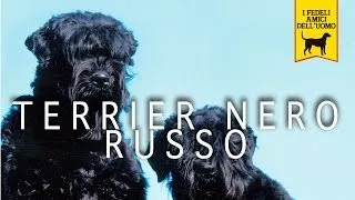 TERRIER RUSSO NERO trailer documentario (razza canina)