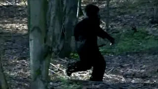 MYTH BUSTING BIGFOOT VIDEO EVIDENCE