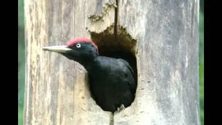 Черный дятел / Black Woodpecker