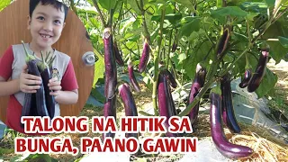 PAANO PADAMIHIN ANG BUNGA NG TALONG @GARDEN OF KUYAKOY