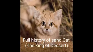 Full history of sand cat ( The king of dessert)