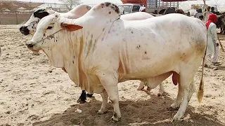 Multan Cow Mandi Vip Heavy Bull Mandi Main Ronaq Lag Gai Lekin Rates Zayda | SS Tv |