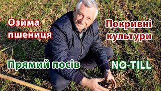 Озима пшениця після покривних культур у Ігоря Шайноги. Прямий посів.