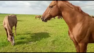 Отец Сайдара в табуне