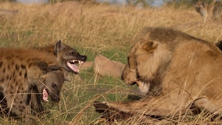 Eternal Enemies: Lions Vs Hyenas | Fight Terrible War Lions Vs Hyenas | The Balance of Power