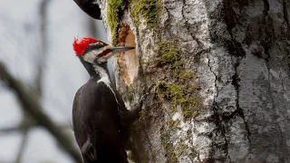 Pileated Woodpecker working on a nest cavity