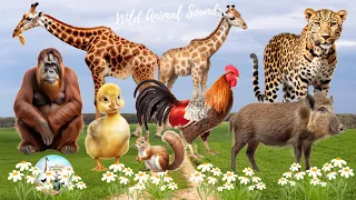 Wild Animal Sounds In Peaceful: Giraffe, Boar, Duckling, Cheetah, Orangutan - Cute Little Animals