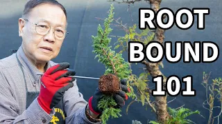 Bonsai For Beginners 3: What is root bound? When should I repot?