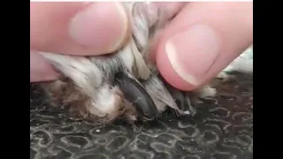 Miniature Schnauzer grooming - trimming nails