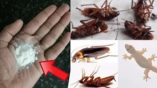 MAGIC TALCUM POWDER || How To Kill Cockroach, Lizard, Within 5 minutes || Magic Ingredient