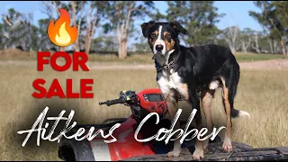 Aitkens Cobber- Central West QLD Working Dog Auction 2024