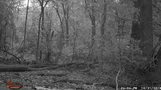 Trail camera footage Squirrel attacks Deer!