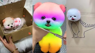 Tik Tok Chó Phốc Sóc Mini 😍 Funny and Cute Pomeranian #211