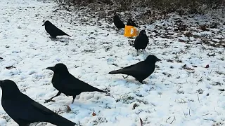 a paperbag can be very interesting for crows, too 😂