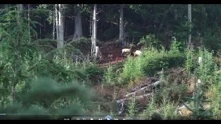 SASQUATCH - It Climbed Onto His Machine, With Him In It