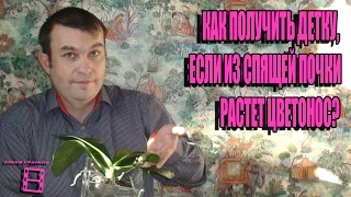 КАК ПОЛУЧИТЬ ДЕТКУ, ЕСЛИ ИЗ СПЯЩЕЙ ПОЧКИ РАСТЕТ ЦВЕТОНОС? ОРХИДЕИ ФАЛЕНОПСИС-ЭКЗОТИКА НА ПОДОКОННИКЕ