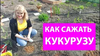 Как сеять кукурузу в открытый грунт