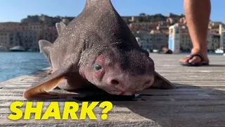 "PIG FACE" SHARK DISCOVERY! real or fake?