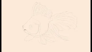 How to make a goldfish in procreate