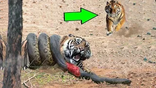 Тигр против питона змея реальный бой °° самые удивительные атаки диких животных большая битва