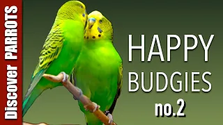 Happy Budgies 2 - Budgerigar Sounds to Play for Your Parakeets | Discover PARROTS