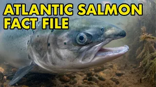 Salmon: : Fact File (British Wildlife Facts)