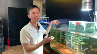 Thức ăn khiến cá lớn nhanh như thổi | Nguyễn Du aqua