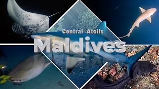 Diving the Maldives Central Atolls,  Indian Ocean