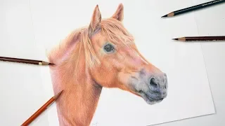 How To Draw a Horse With Colored Pencil | Drawing Tutorial